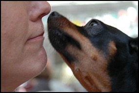 Human and dog face to face communicating